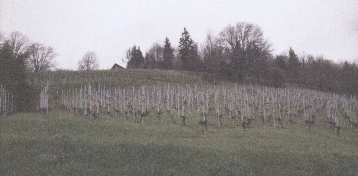 Vineyard