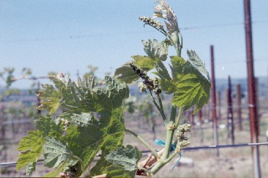 Grape buds at Hedges